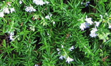 Cortijo de Suerte Alta